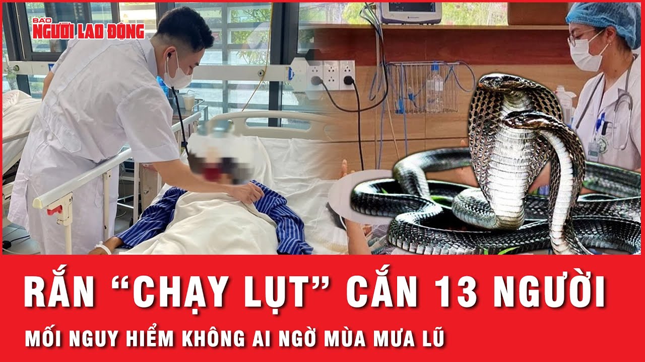 Rắn “chạy lụt” cắn 13 người: Mối nguy hiểm không ai ngờ tại Lạng Sơn mùa mưa lũ | Thời sự