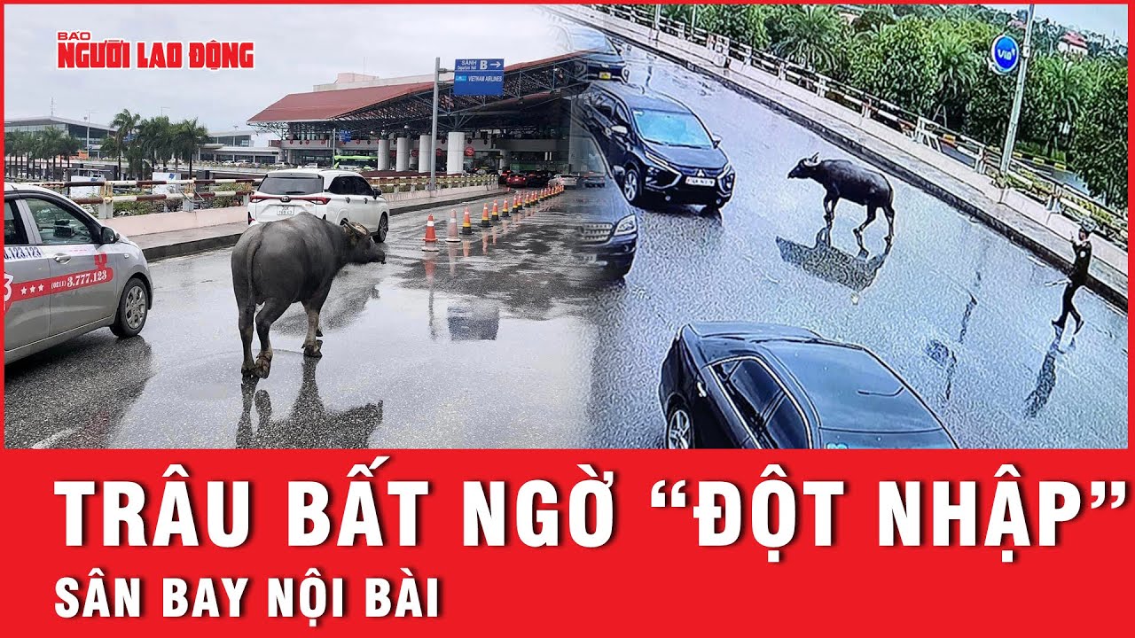 Trâu bất ngờ “đột nhập” sân bay Nội Bài | Báo Người Lao Động