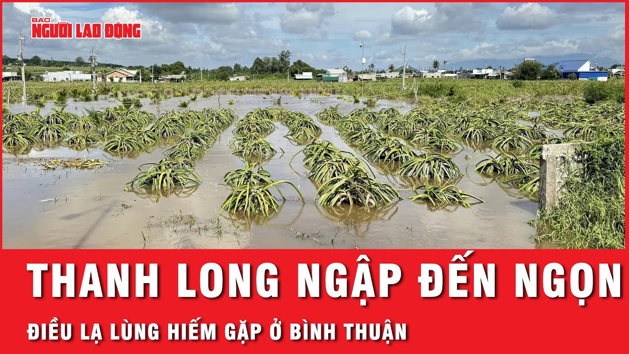 Mưa lũ nhấn chìm 230 hộ dân, hơn 400 hecta thanh long ở Bình Thuận bị ngập gần đến ngọn | Thời sự