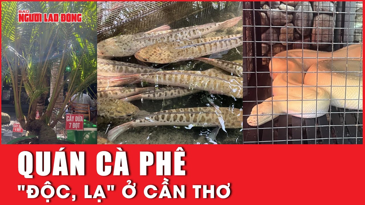 Quán cà phê "độc, lạ" ở Cần Thơ | Báo Người Lao Động