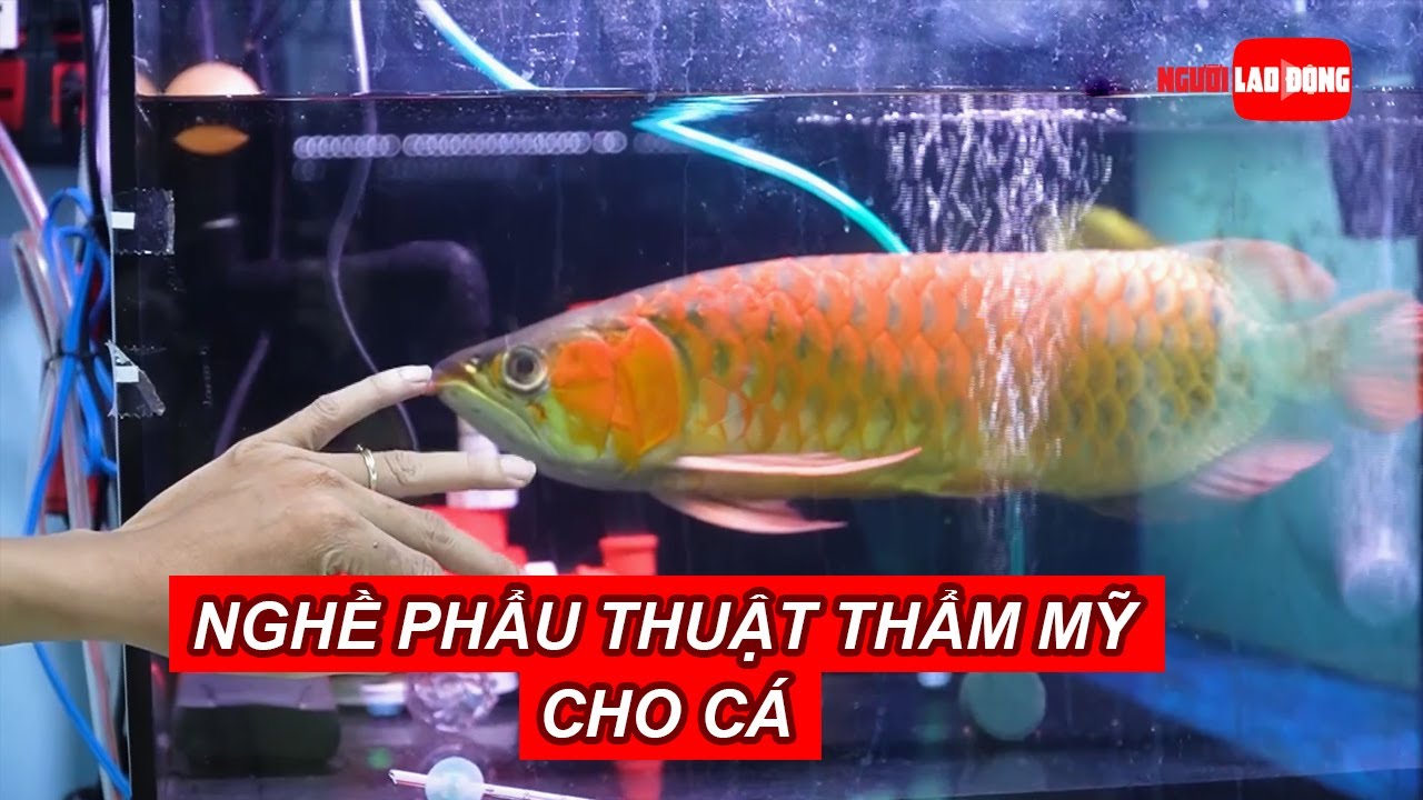 Độc đáo nghề phẫu thuật thẩm mỹ cho cá | NLĐO