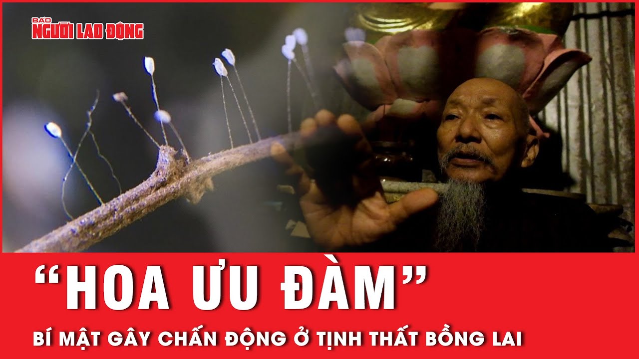 Sự thật đằng sau câu chuyện “thầy ông nội” Lê Tùng Vân tìm thấy “hoa ưu đàm” ở Tịnh thất Bồng Lai