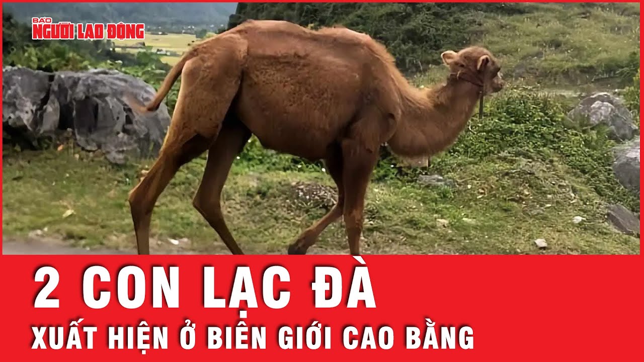 Xôn xao việc 2 con lạc đà xuất hiện ở khu vực biên giới tỉnh Cao Bằng  | Tin nhanh