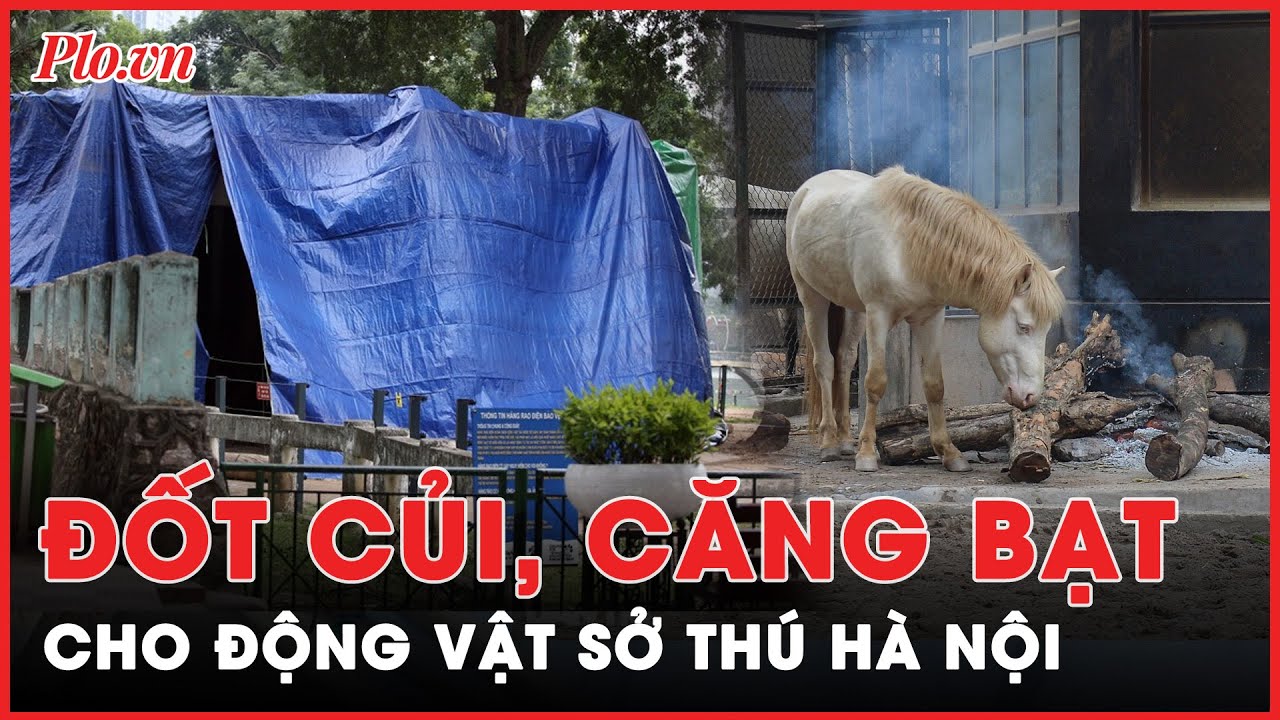 Lạnh cóng: Sở Thú Hà Nội đốt củi, căng bạt tránh rét cho động vật | Tin nhanh