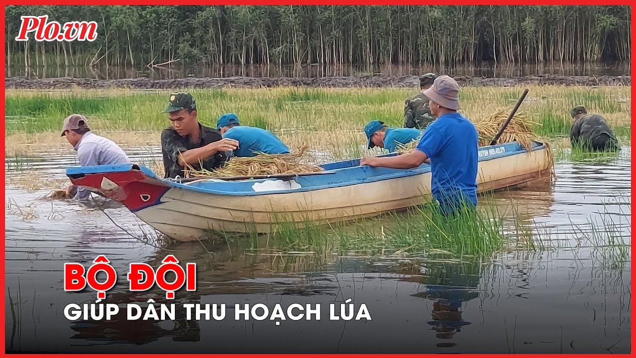 Lúa bị ngập úng, bộ đội giúp dân thu hoạch - PLO