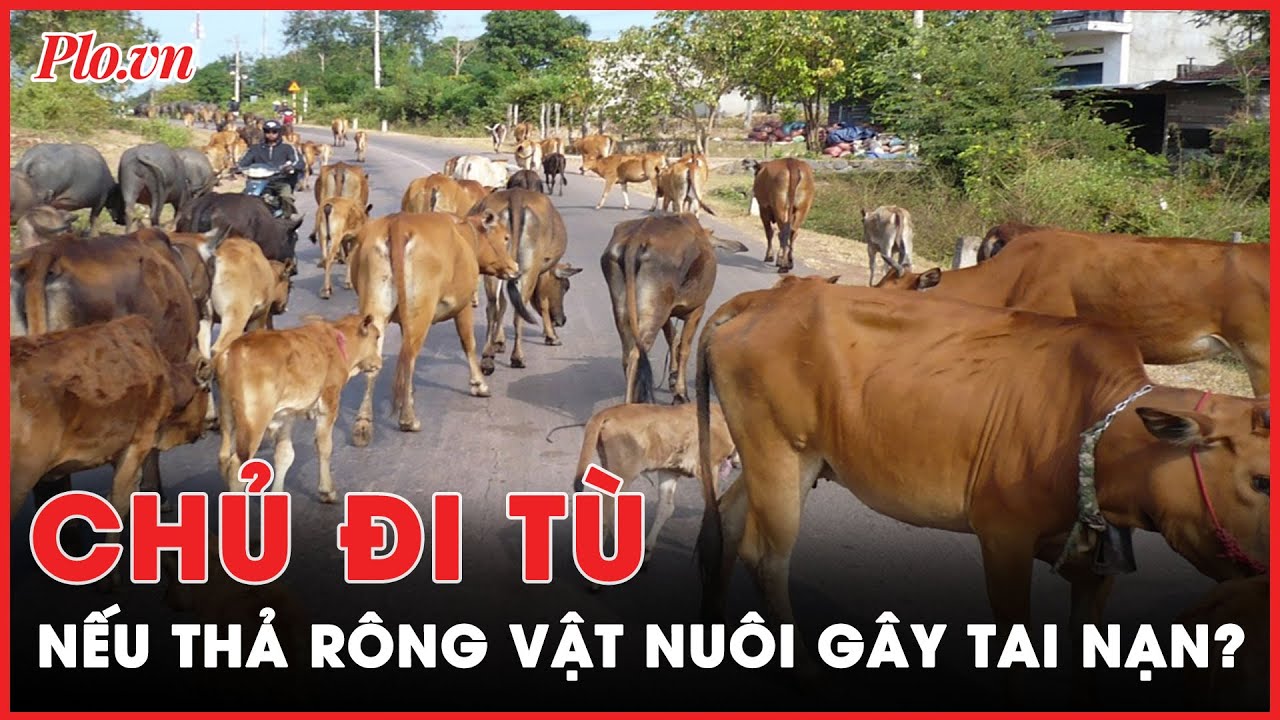 Thả rông gia súc gây tai nạn giao thông, chủ vật nuôi có thể bị phạt tù? - PLO