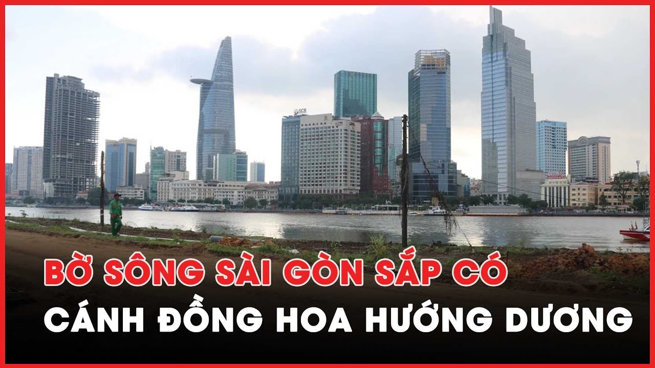 Bờ đông sông Sài Gòn sắp có cánh đồng hoa hướng dương đón Tết - PLO