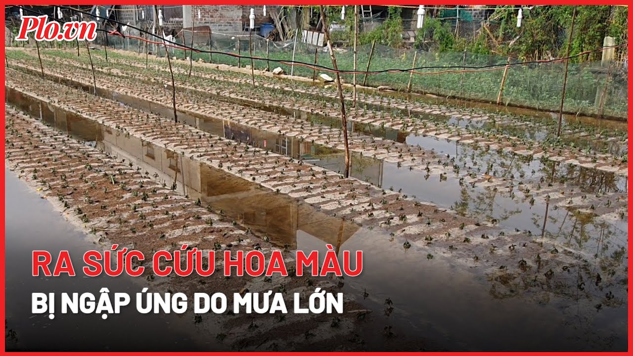 Nông dân Quảng Bình ra sức cứu hoa màu bị ngập úng do mưa lớn- PLO