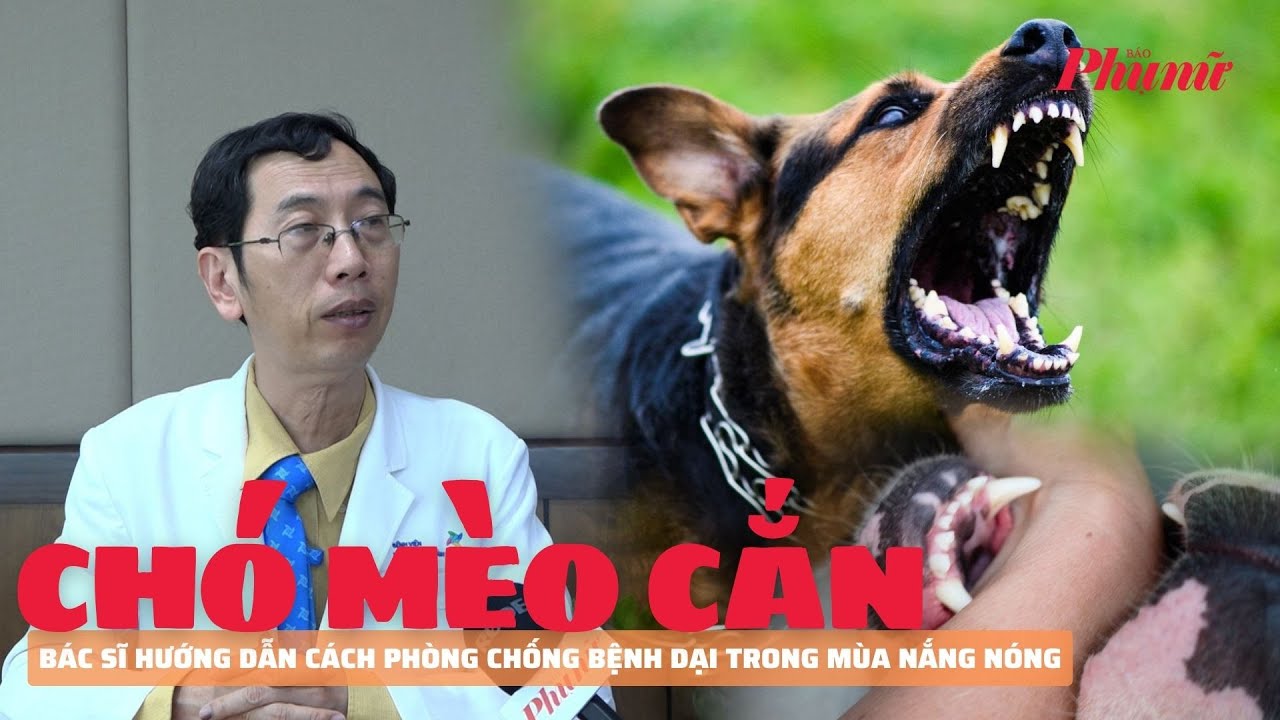 Bác sĩ hướng dẫn cách phòng chống bệnh dại trong mùa nắng nóng | Báo Phụ Nữ