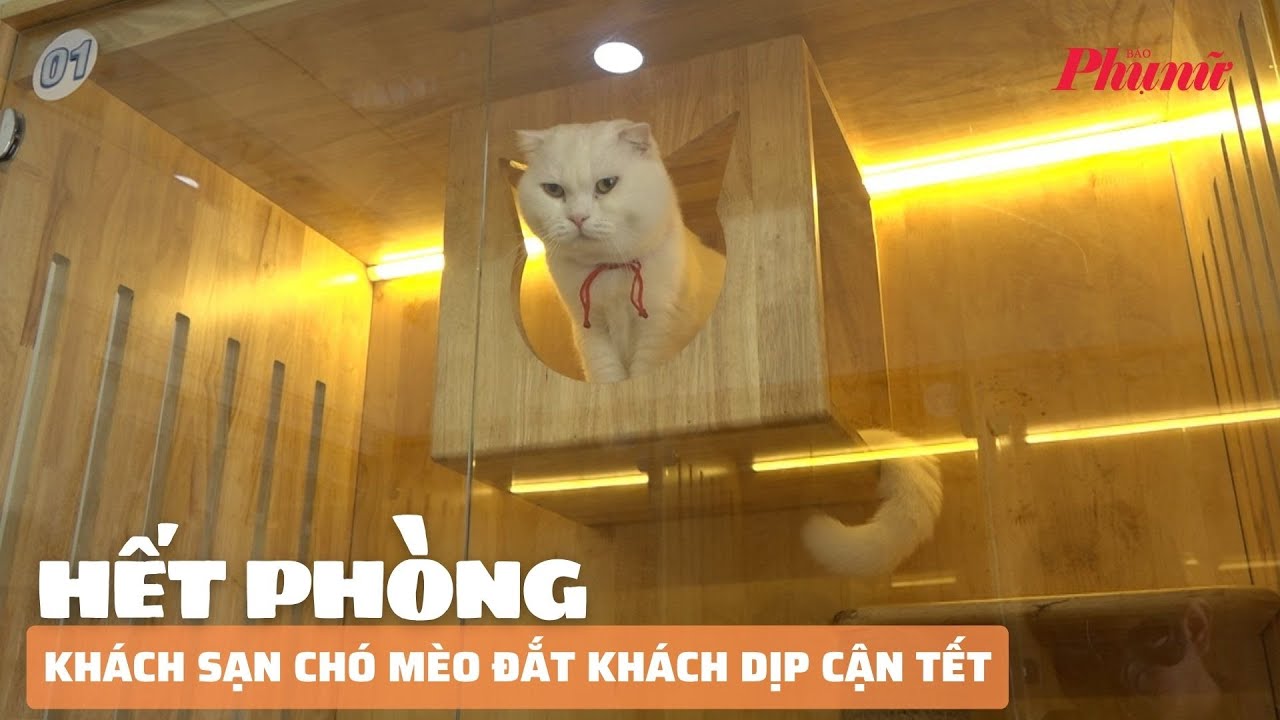 Khách sạn cho thú cưng ‘cháy phòng’ dịp cận tết | Báo Phụ Nữ