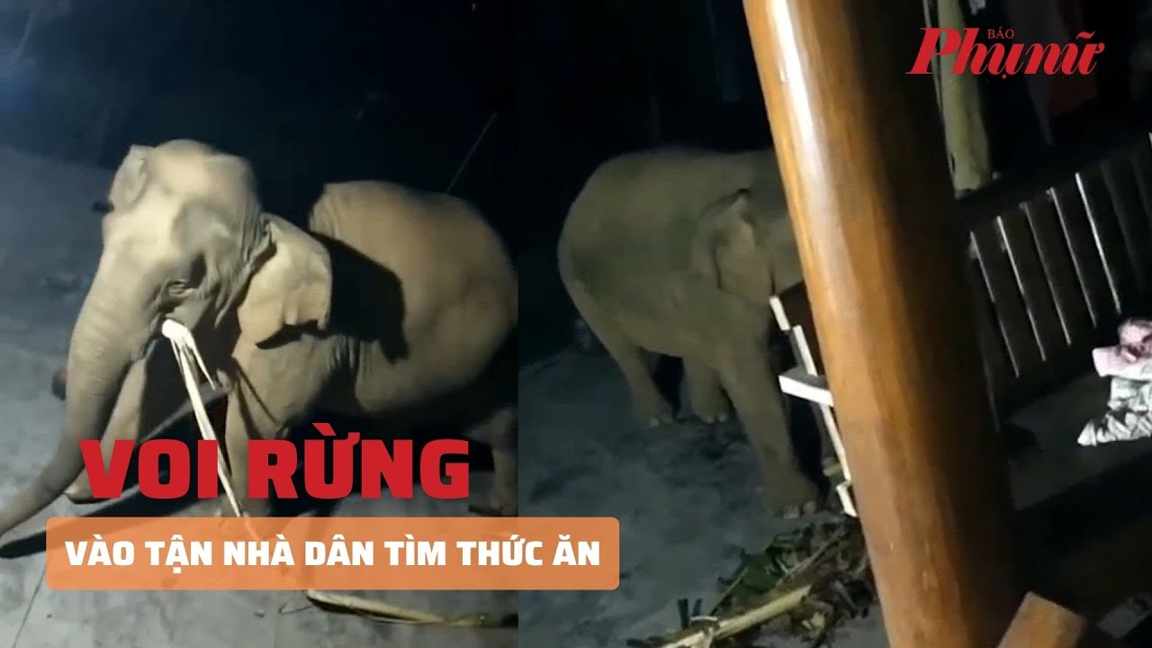 Voi rừng vào tận nhà dân tìm thức ăn | Báo Phụ Nữ