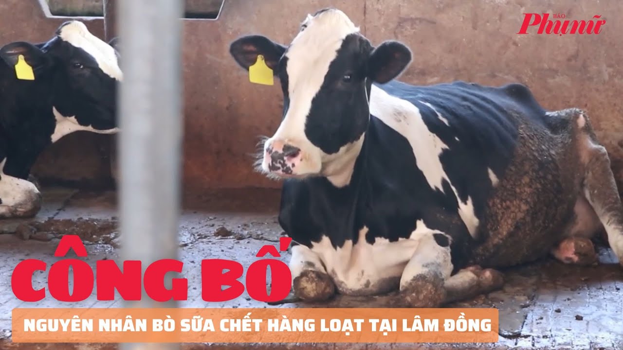 Công bố nguyên nhân bò sữa chết hàng loạt tại Lâm Đồng | Báo Phụ Nữ