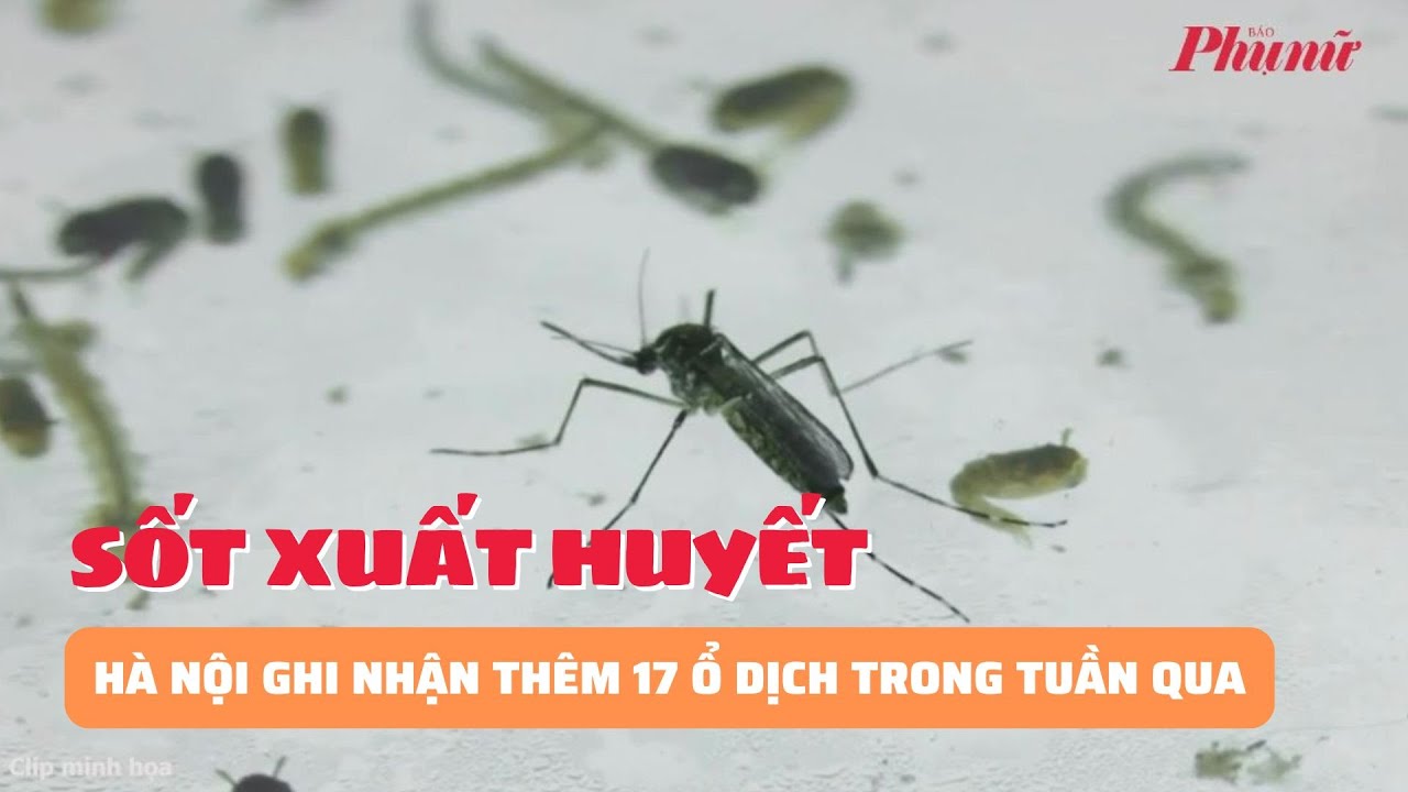 Hà Nội ghi nhận thêm 17 ổ dịch sốt xuất huyết trong tuần qua | Báo Phụ Nữ