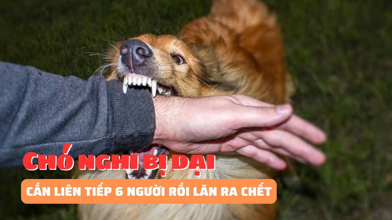 Chó nghi bị dại cắn liên tiếp 6 người rồi lăn ra chết | Báo Phụ Nữ