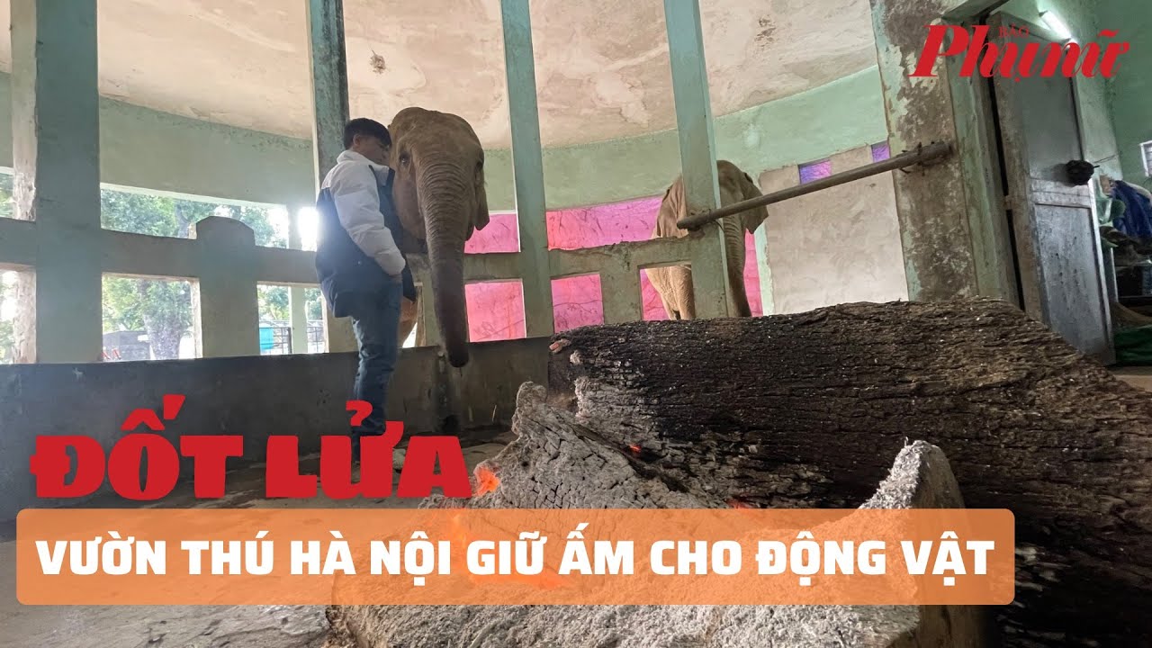 Vườn thú Hà Nội đốt lửa, giữ ấm cho các loài động vật | Báo Phụ Nữ