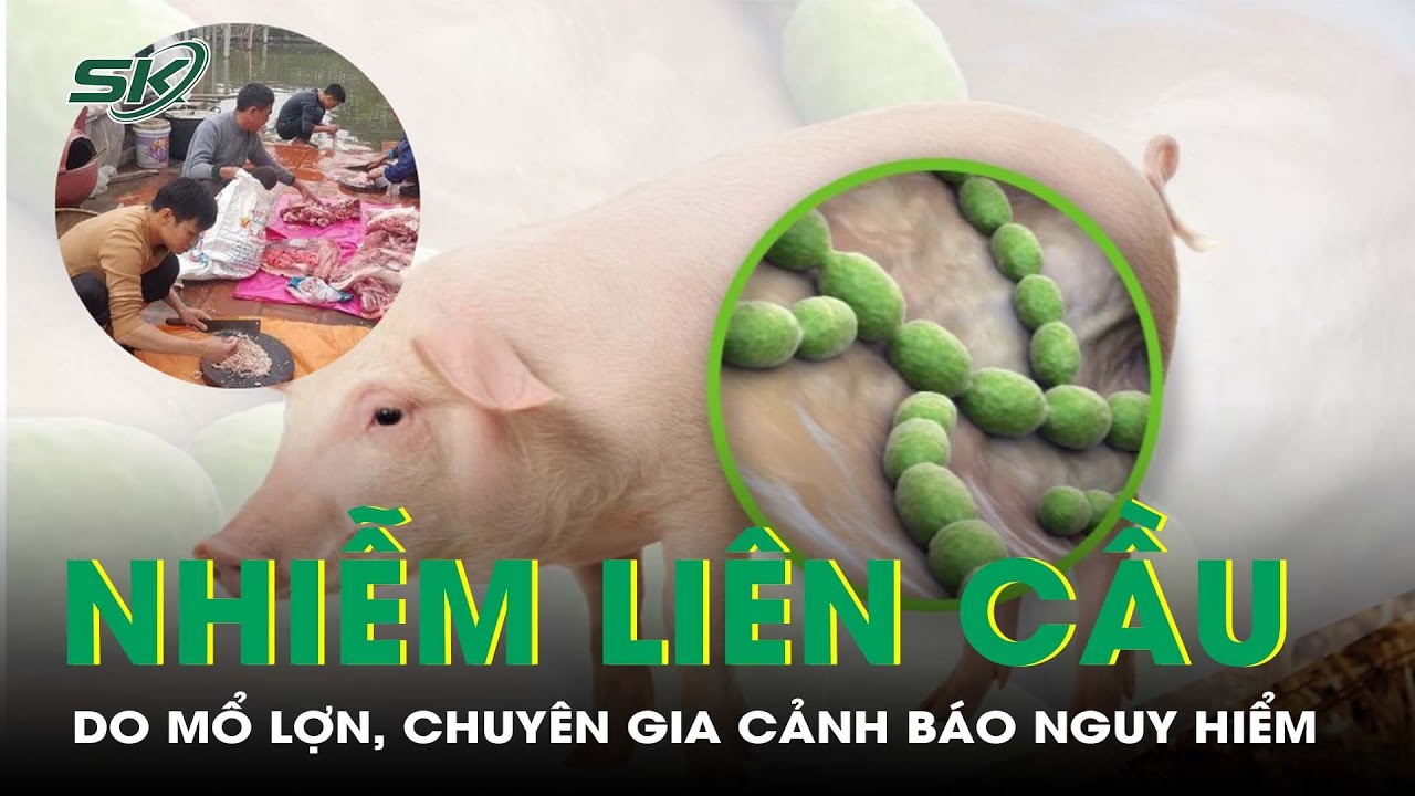 Nhiễm Vi Khuẩn Chết Người Do Mổ Lợn, Chuyên Gia Cảnh Báo Nguy Hiểm Dịp Cuối Năm I SKĐS