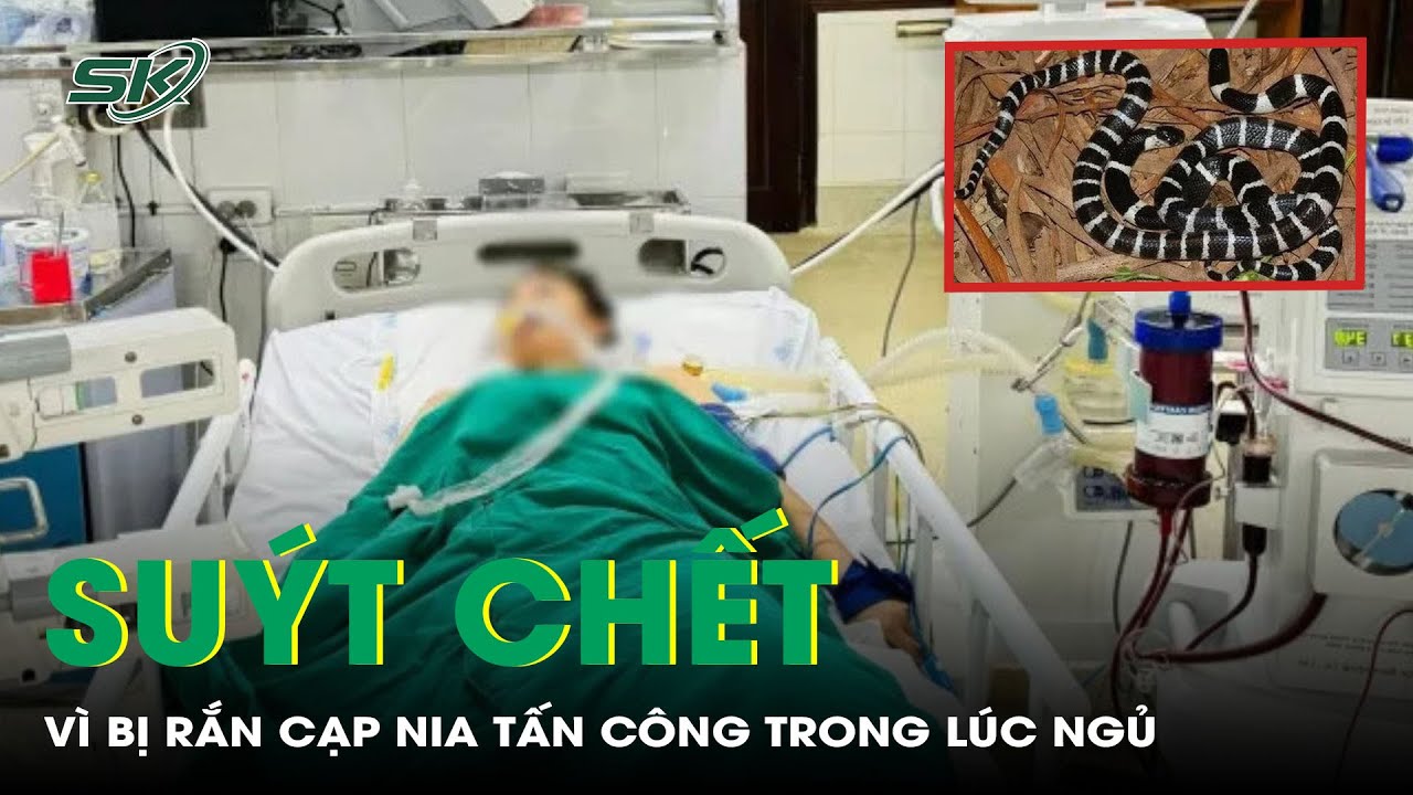 Hai Người Suýt Chết Vì Bị Rắn Cạp Nia Cắn Trong Lúc Ngủ | SKĐS