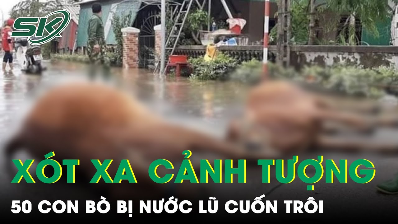 Xót Xa Trước Cảnh Nước Lũ Cuốn Trôi Đàn Bò 50 Con Của Một Hộ Gia Đình Ở Quảng Trị | SKĐS