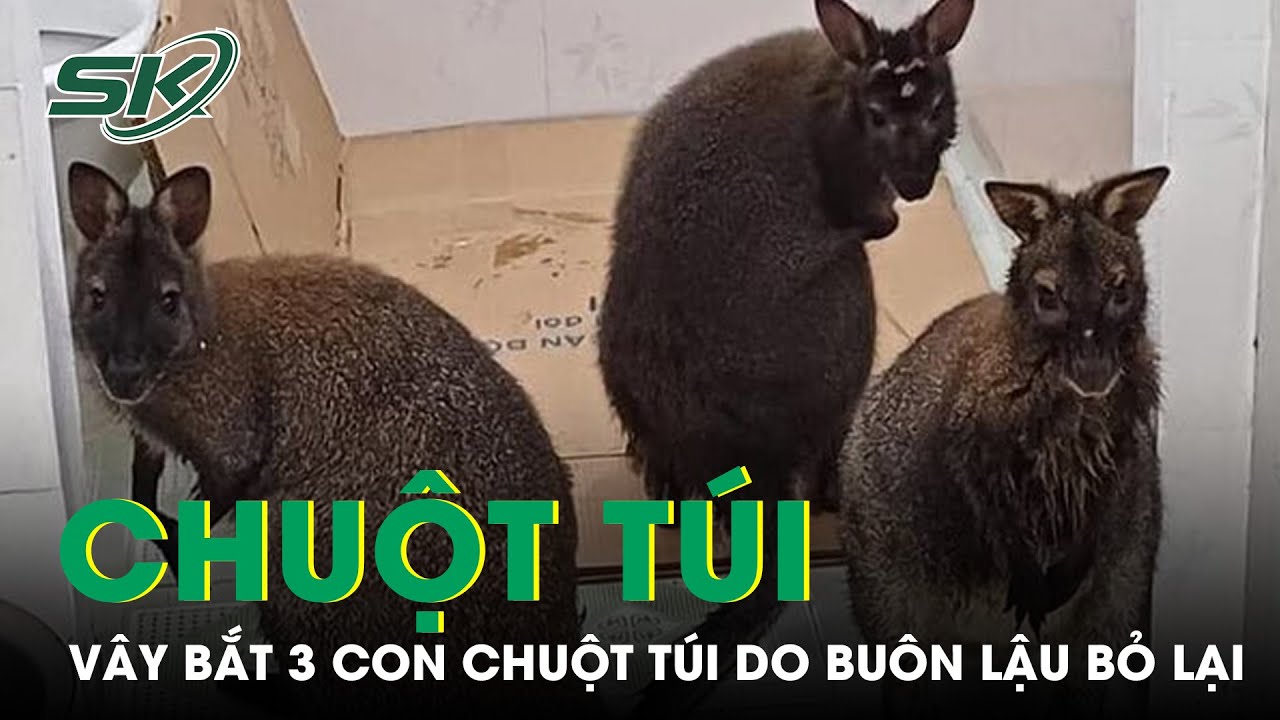 Buôn Lậu Bỏ Lại Ba Con Chuột Túi Ở Cao Bằng, Quá Trình Vây Bắt Của Chính Quyền | SKĐS