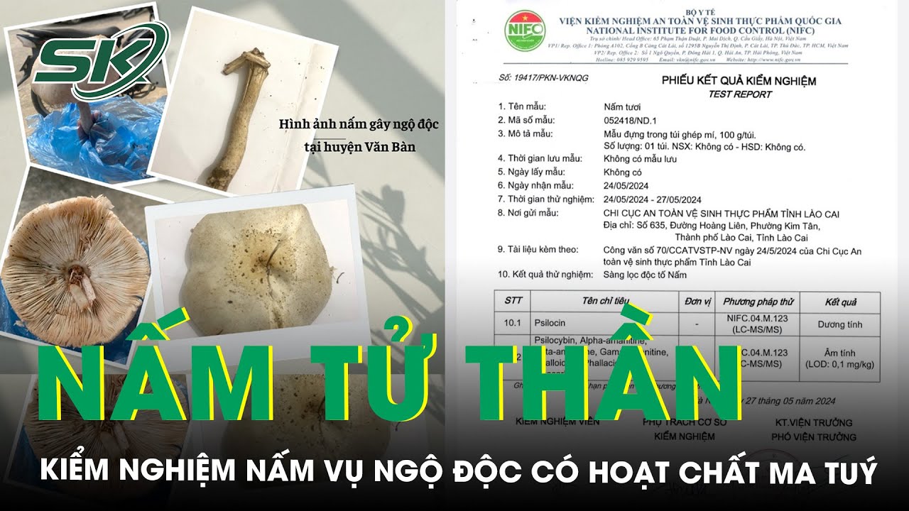 Vụ 3 Người Ngộ Độc Sau Khi Ăn Nấm, Loài Nấm Làm Có Chứa Hoạt Chất Dạng Ma Túy Gây Ảo Giác