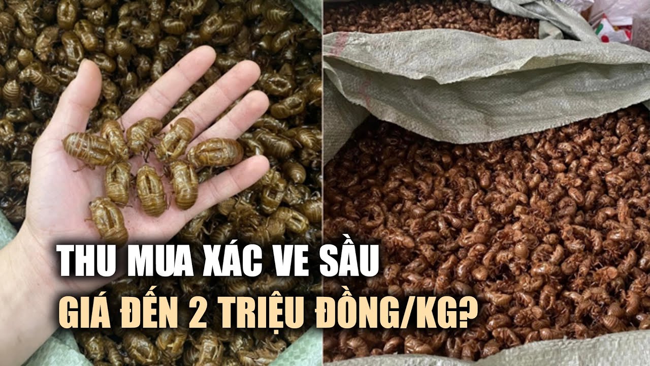 Bất thường thông tin thu mua xác ve sầu tại Gia Lai, 2 triệu đồng/kg