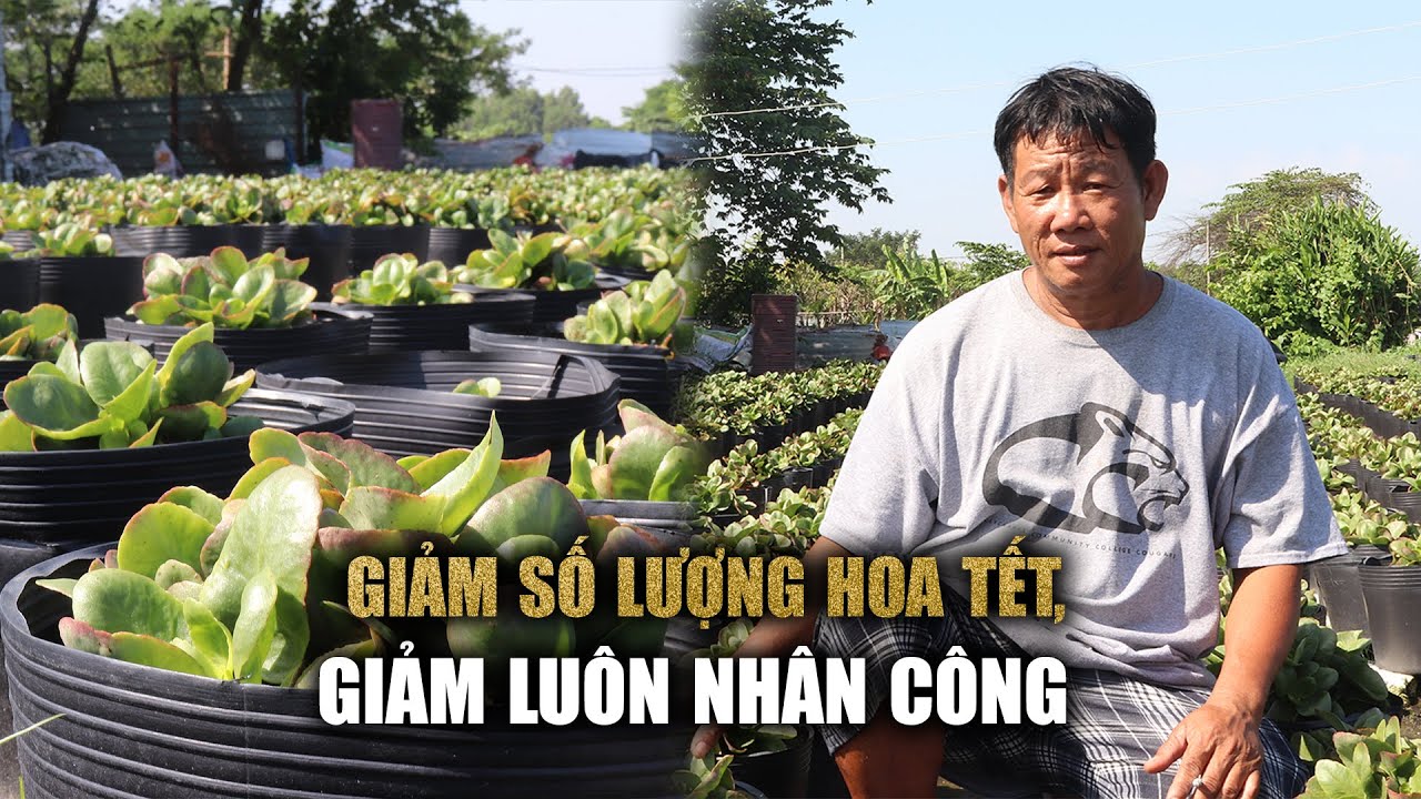 Lý do nhà vườn đồng loạt giảm số lượng hoa tết, cắt giảm nhân công tối đa