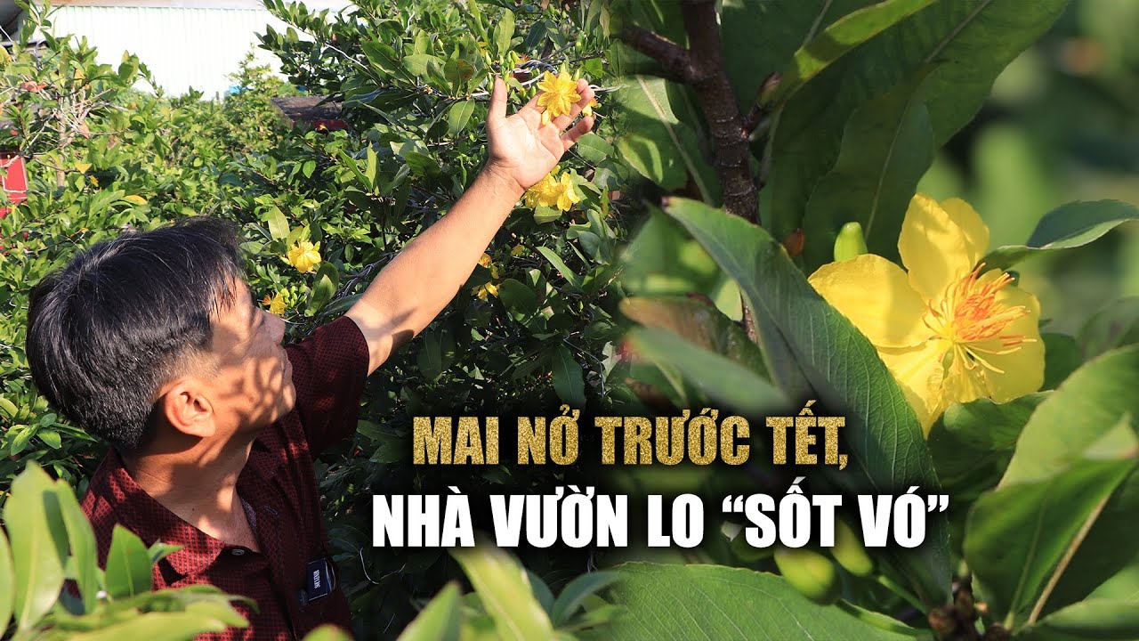 Hàng trăm gốc mai nở sớm, giá bán tết "hạ nhiệt": Nhiều chủ vườn lo sốt vó