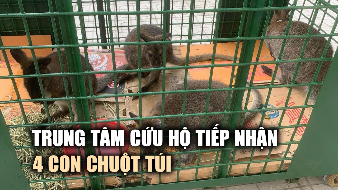 Trung tâm cứu hộ tiếp nhận 4 con chuột túi ở Cao Bằng