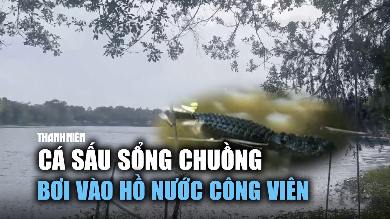 6 con cá sấu sổng chuồng bơi vào hồ nước công viên ở Kiên Giang