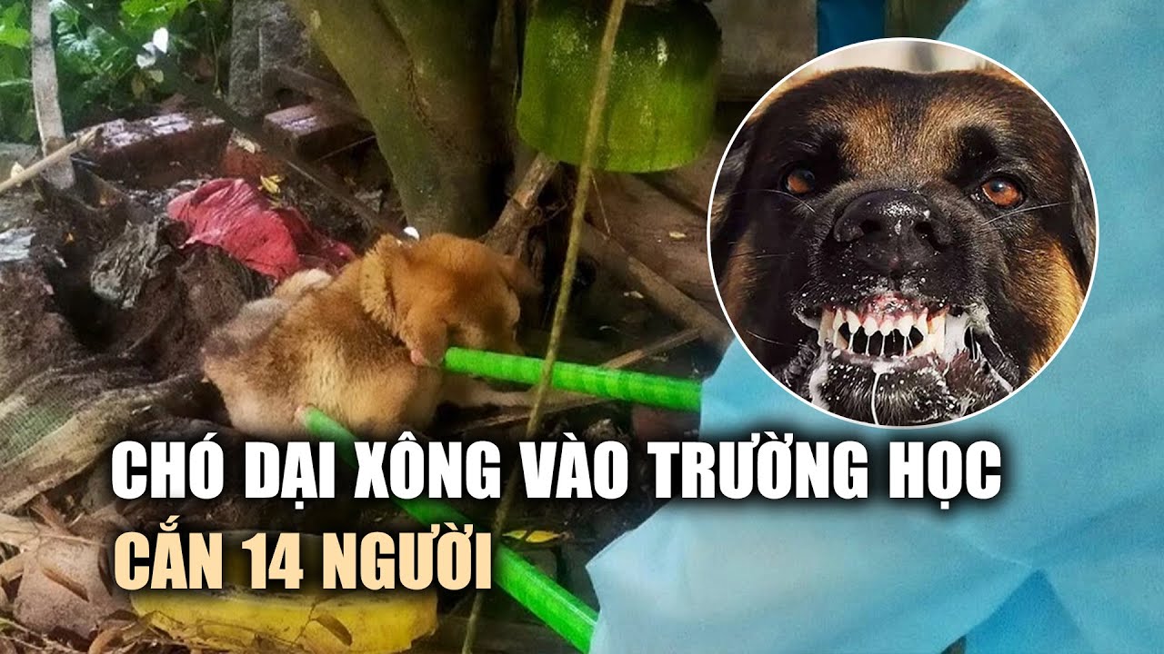 Chó dại "tấn công" trường học cắn 13 học sinh và một thầy giáo