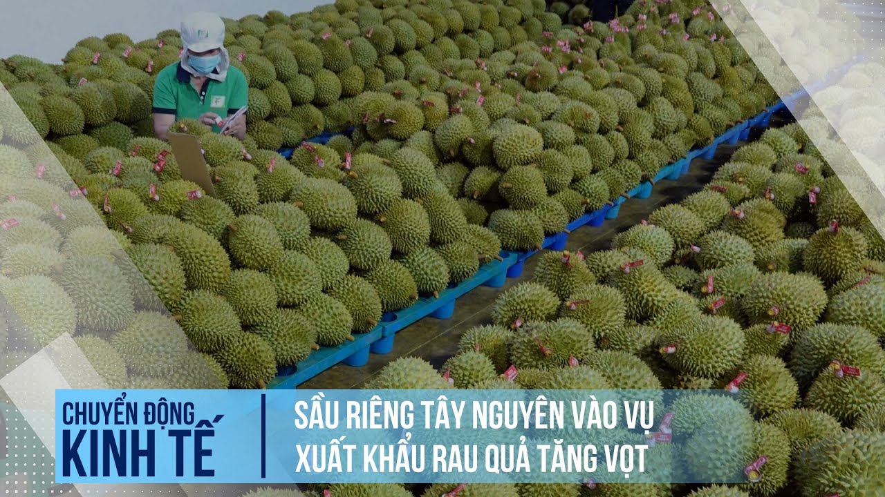 Sầu riêng Tây nguyên vào vụ, xuất khẩu rau quả tăng vọt | Chuyển động kinh tế