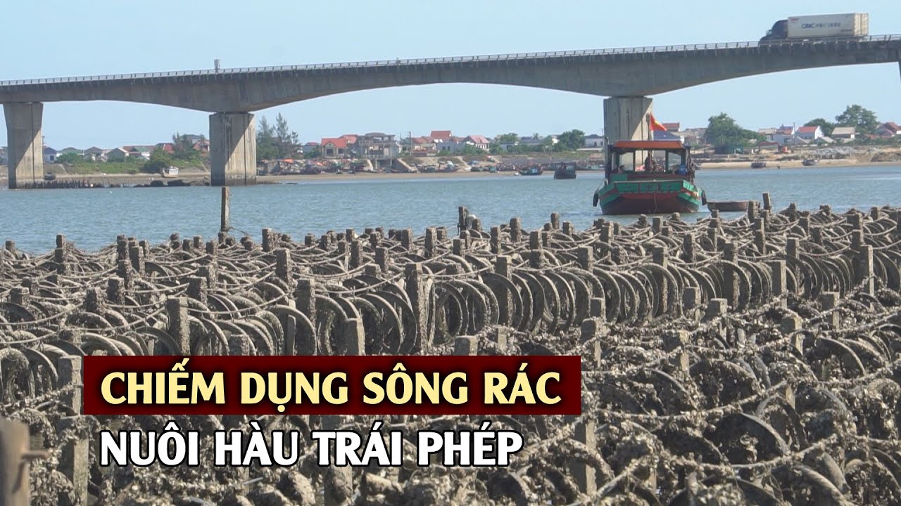 Hà Tĩnh: Chiếm dụng sông Rác để nuôi hàu trái phép