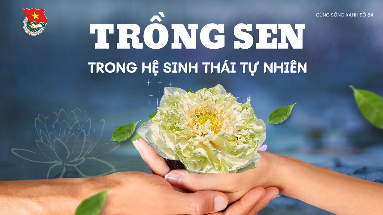 Cùng sống xanh số 84: Trồng sen trên đất trũng và giải pháp thuận tự nhiên