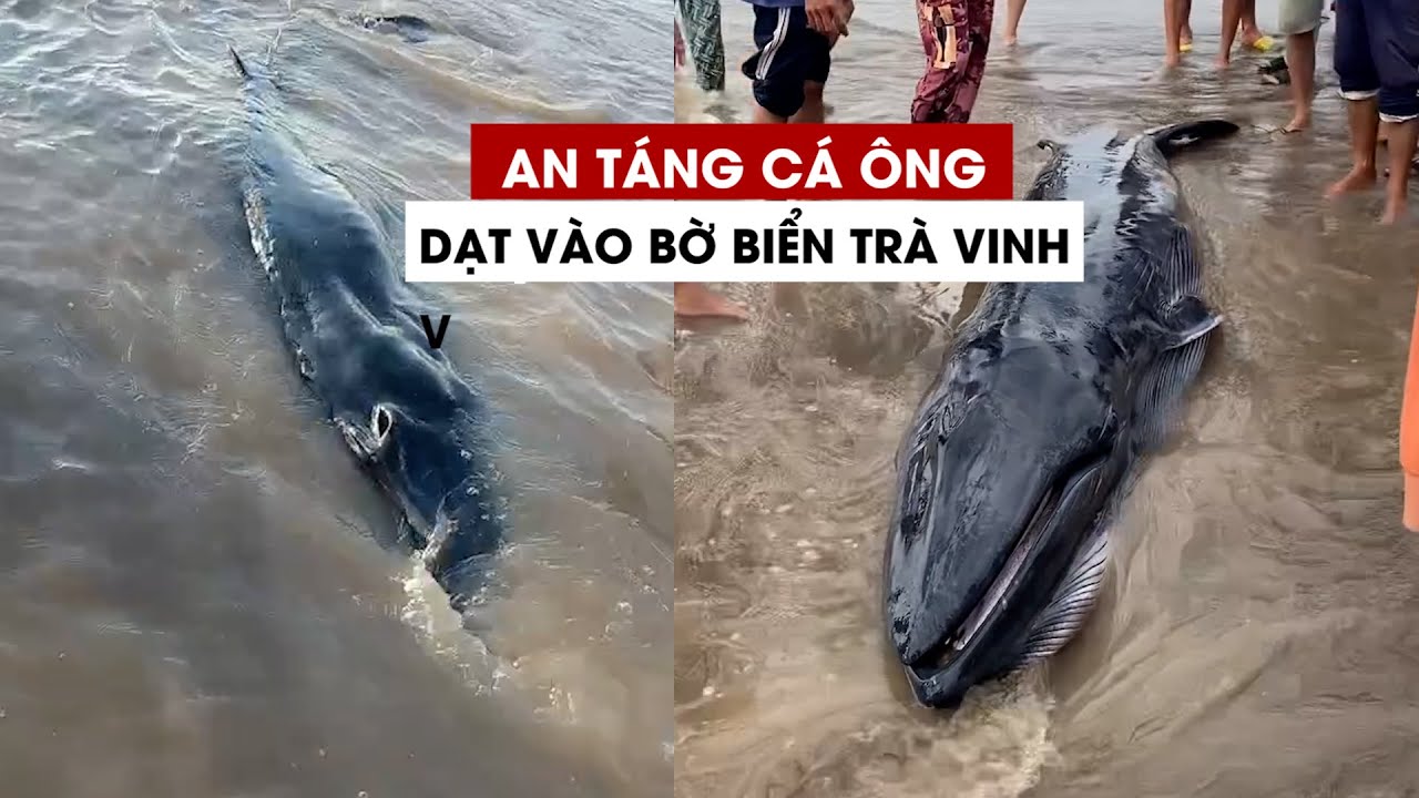 An táng cá ông khoảng 300 kg dạt vào bờ biển Trà Vinh