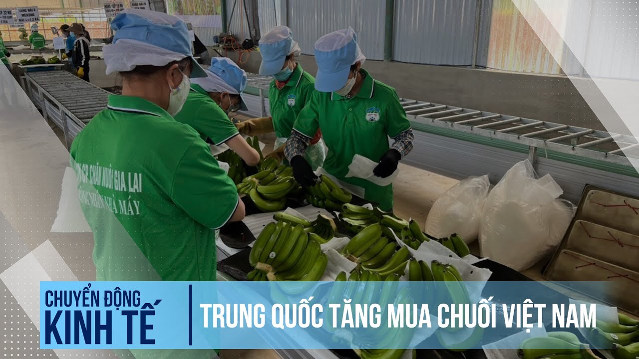 Trung Quốc tăng mua chuối Việt Nam | Chuyển động kinh tế