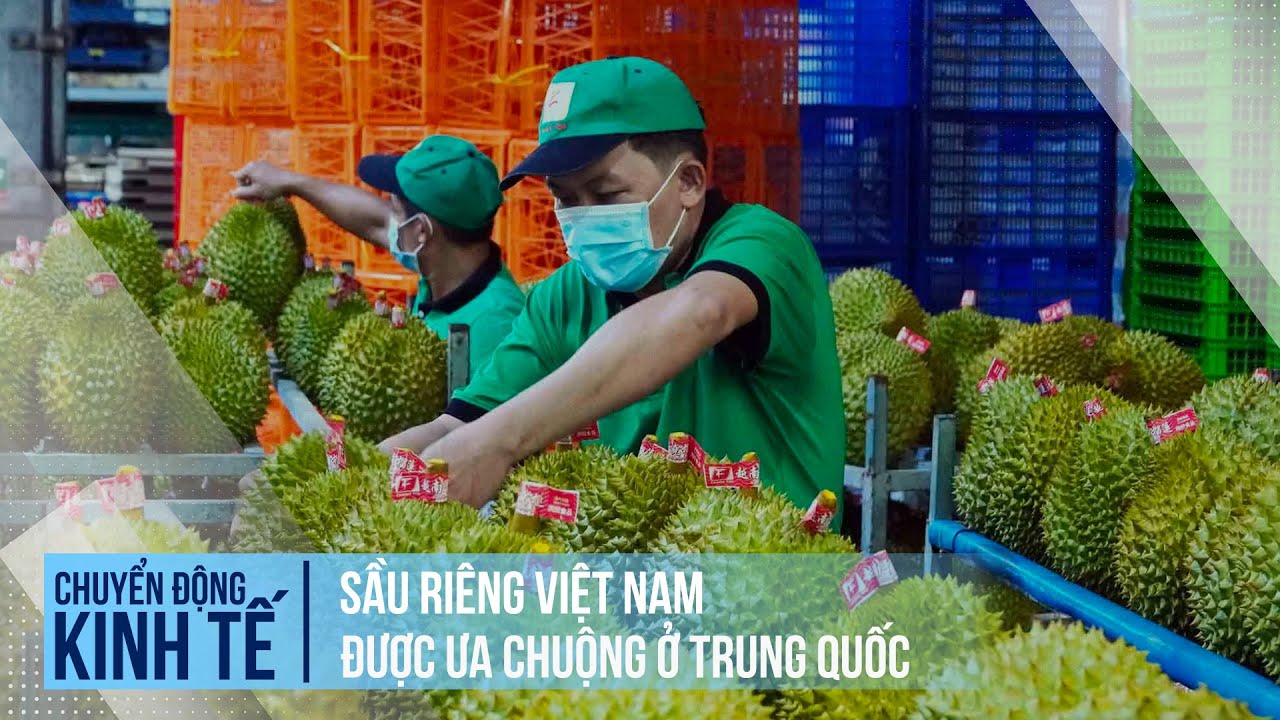 Sầu riêng Việt Nam được ưa chuộng ở Trung Quốc | Chuyển động kinh tế