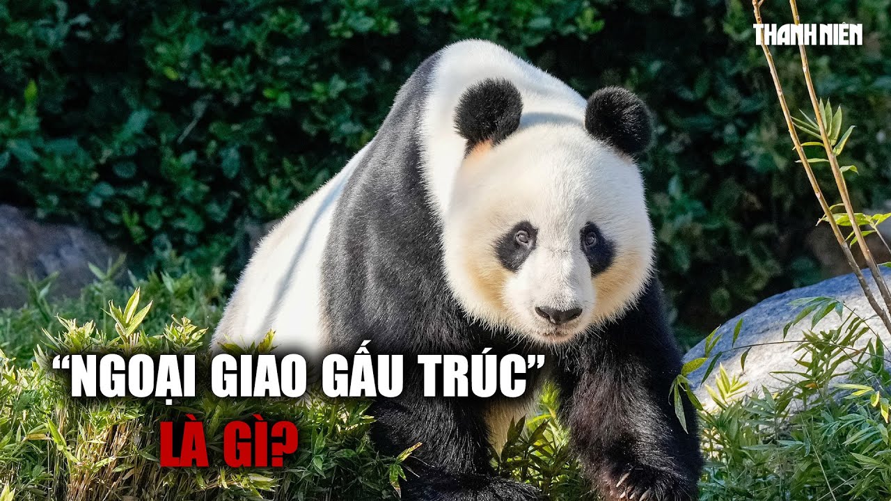 "Ngoại giao gấu trúc" của Trung Quốc là gì?