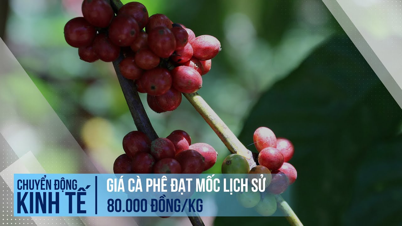 Giá cà phê đạt mốc lịch sử 80.000 đồng/kg | Chuyển động kinh tế