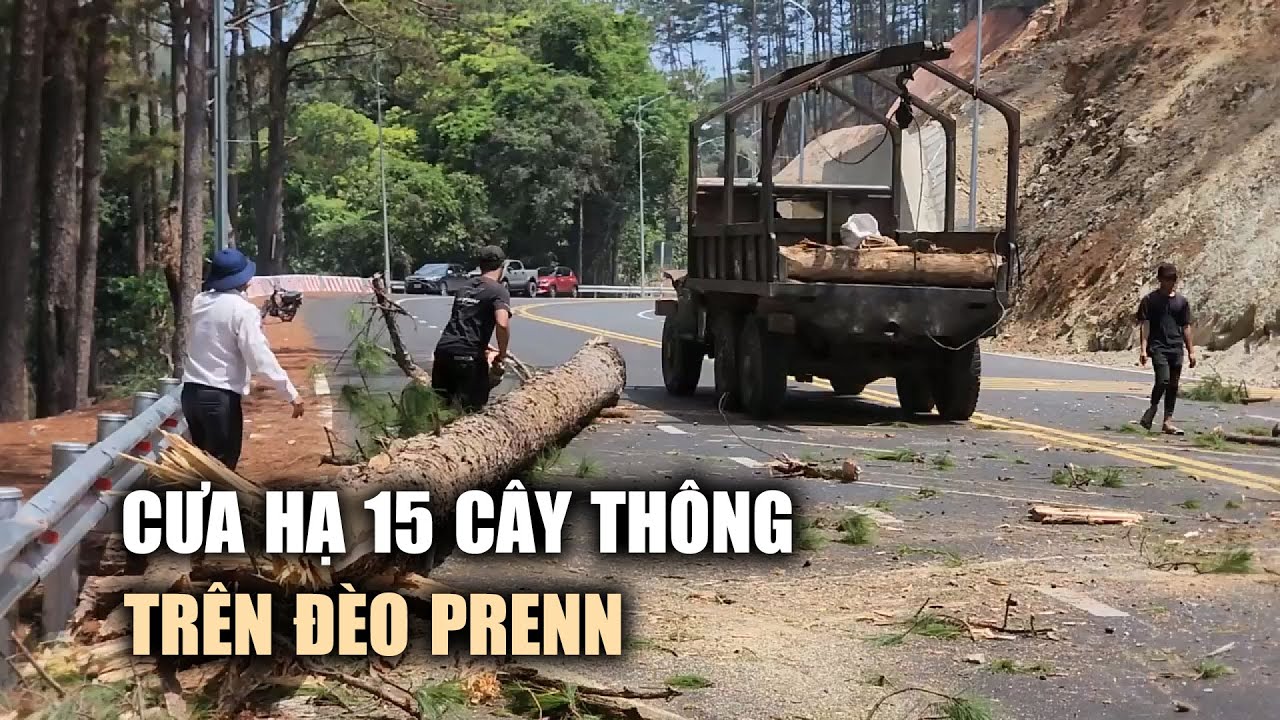 Khẩn cấp cưa hạ 15 cây thông trên đèo Prenn sau vụ sạt lở