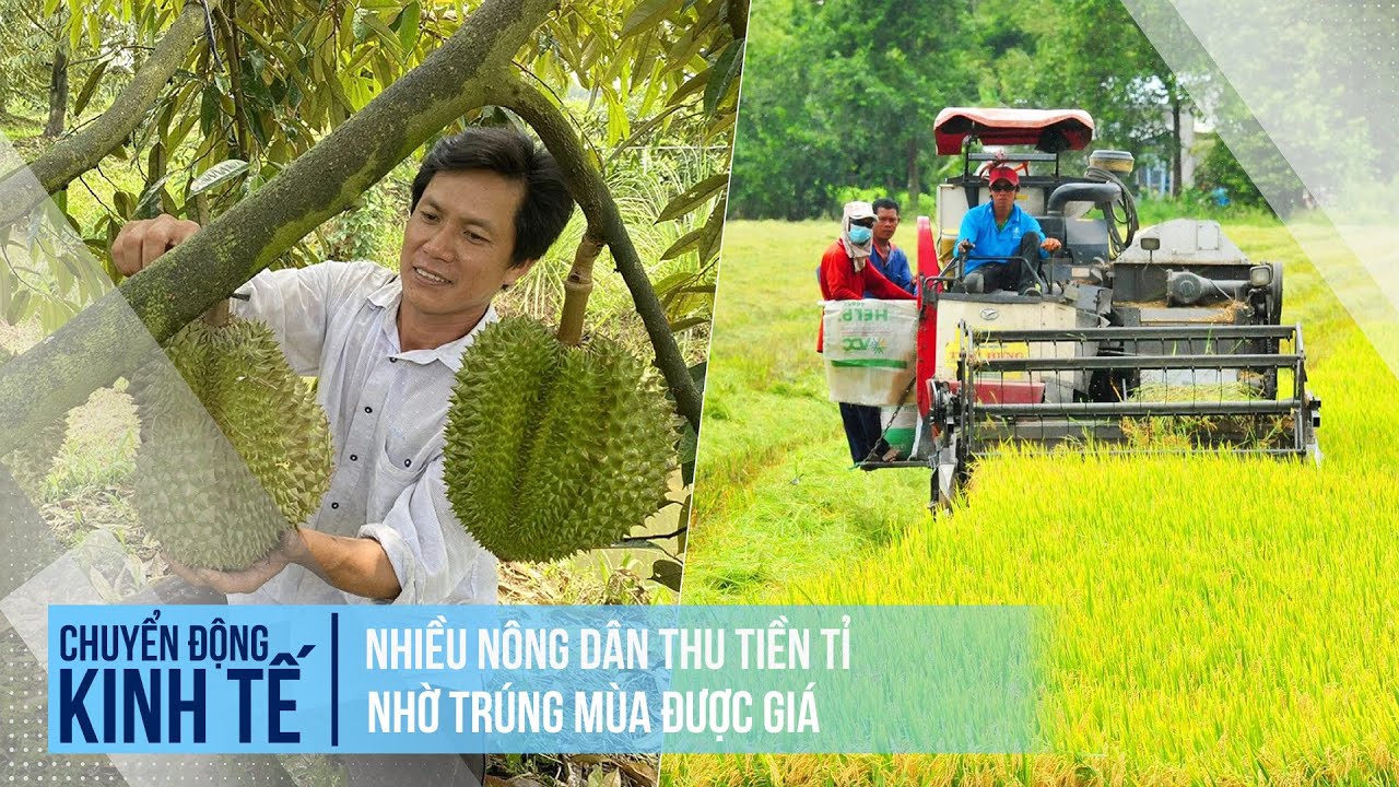 Nhiều nông dân thu tiền tỉ nhờ trúng mùa được giá | Chuyển động kinh tế