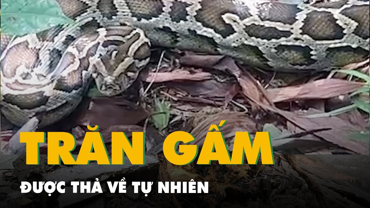 Trăn gấm thuộc nhóm động vật rừng nguy cấp, quý hiếm được thả về tự nhiên