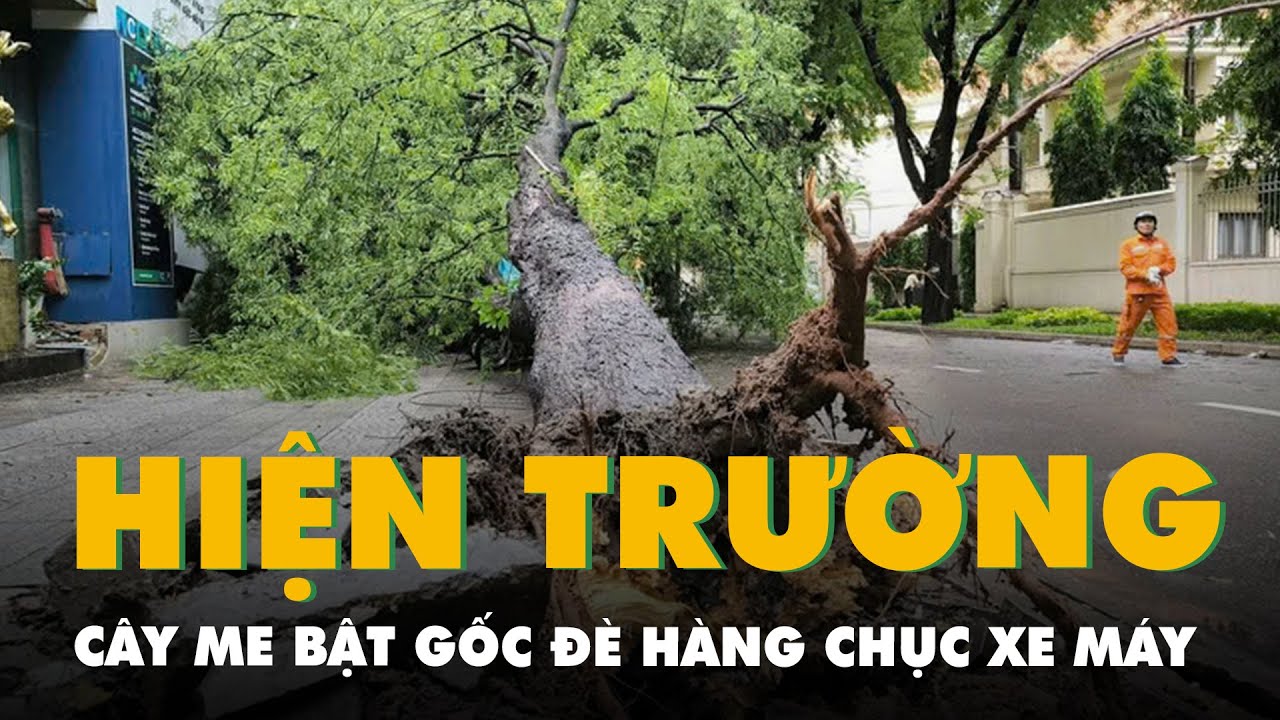 Hiện trường cây me ở trung tâm TP.HM bật gốc, đè gần chục xe máy