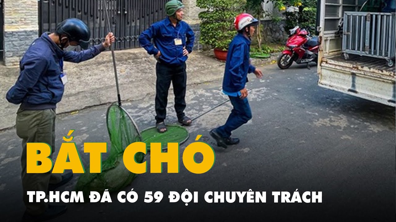 TP.HCM đã có 59 đội chuyên trách bắt chó thả rông