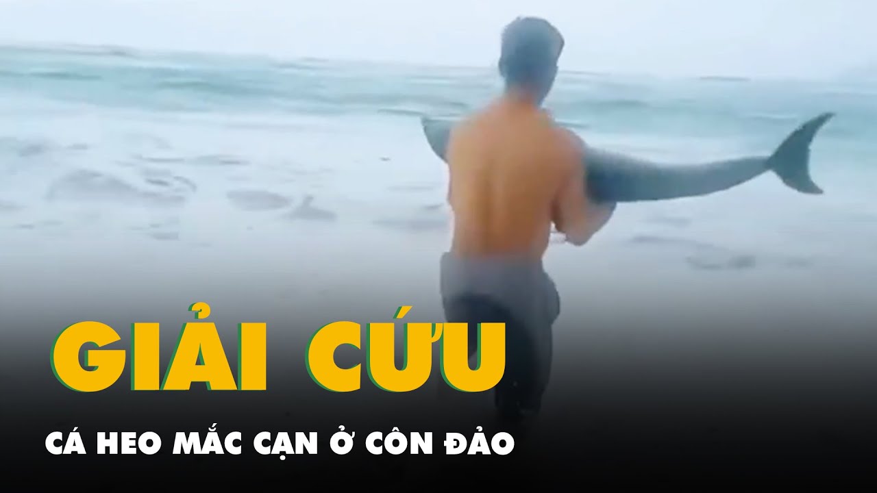 Người dân cứu cá heo mắc cạn ở Côn Đảo