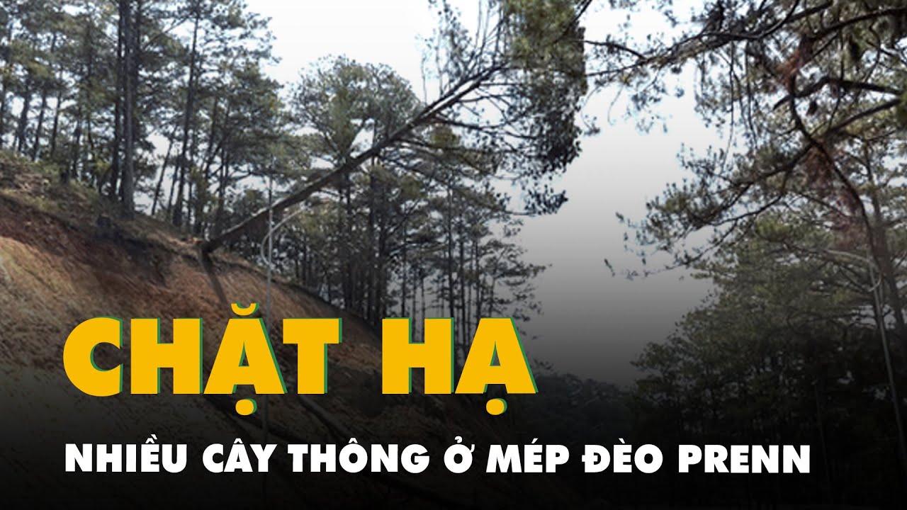 Chặt hạ nhiều cây thông lớn ở mép đèo Prenn Đà Lạt, phòng sạt lở