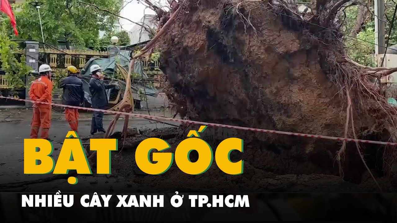 Cận cảnh cây xanh bật gốc trong mưa ở các tuyến đường lớn tại TP.HCM