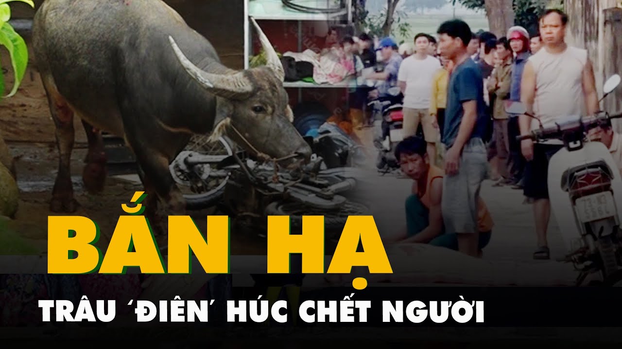 Bắn hạ trâu ‘điên' lao ra đường húc chết người