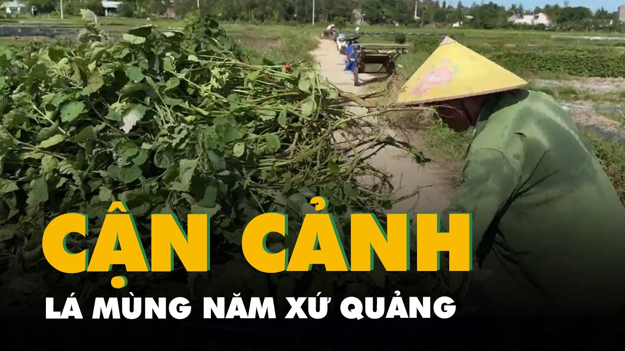 Cận cảnh lá mùng Năm xứ Quảng vào mùa, nhiều người đi mua dịp Tết Đoan ngọ