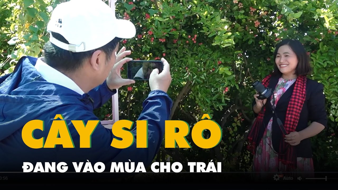 Về miền Tây ngắm vườn cây si rô vào mùa cho trái