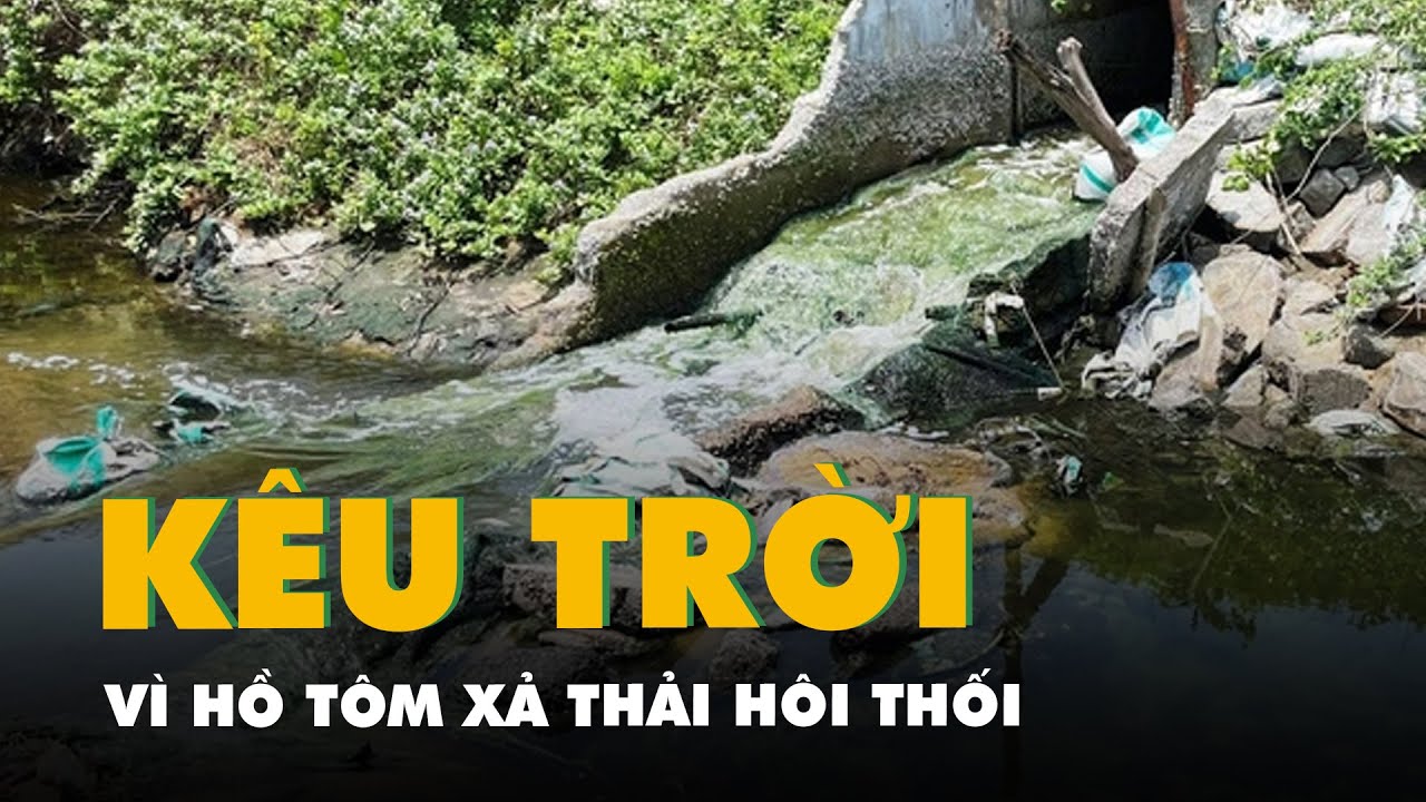 Dân kêu trời vì hồ tôm xả thải hôi thối, huyện nói ‘vẫn trong giới hạn’